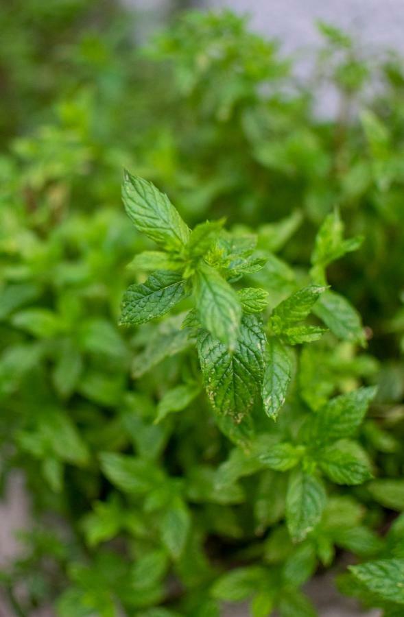 Fragole E Menta Hotel Attimis Exterior photo